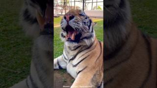 Big boy Kenzo. Cool tiger animal stuff. Tigers are awesum.