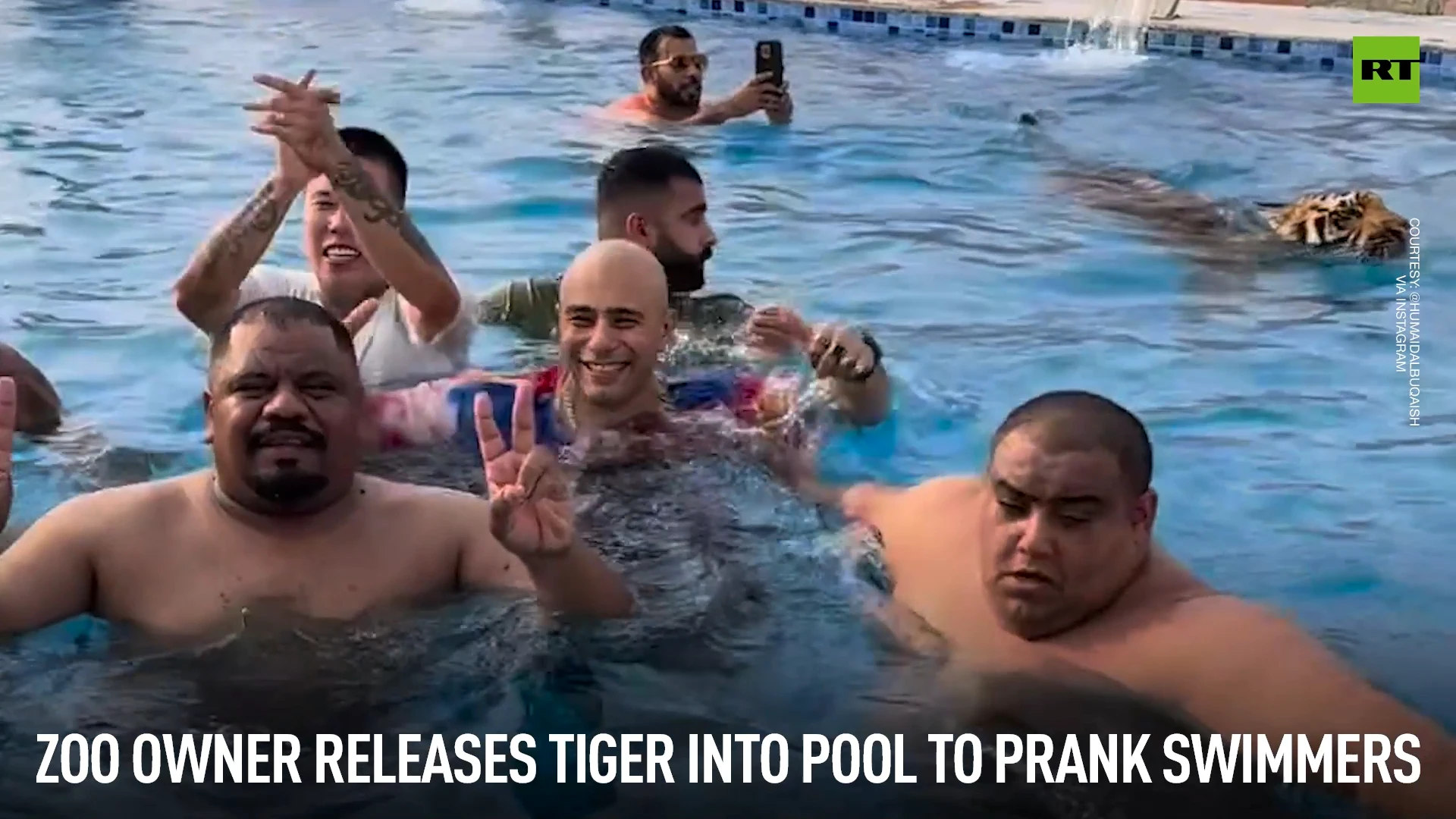 Zoo owner releases tiger into pool to prank swimmers