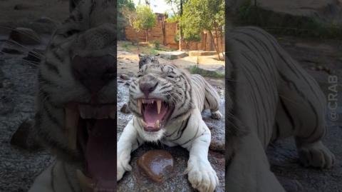 The white-eyed white tiger howls