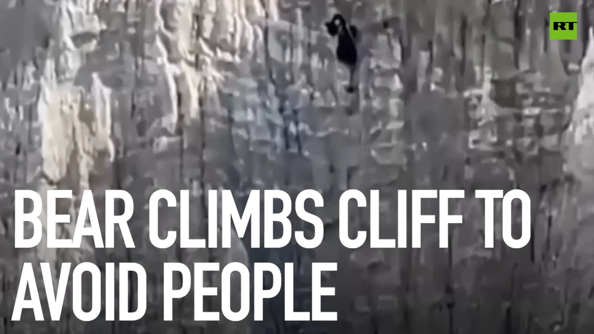 Bear climbs cliff to avoid people