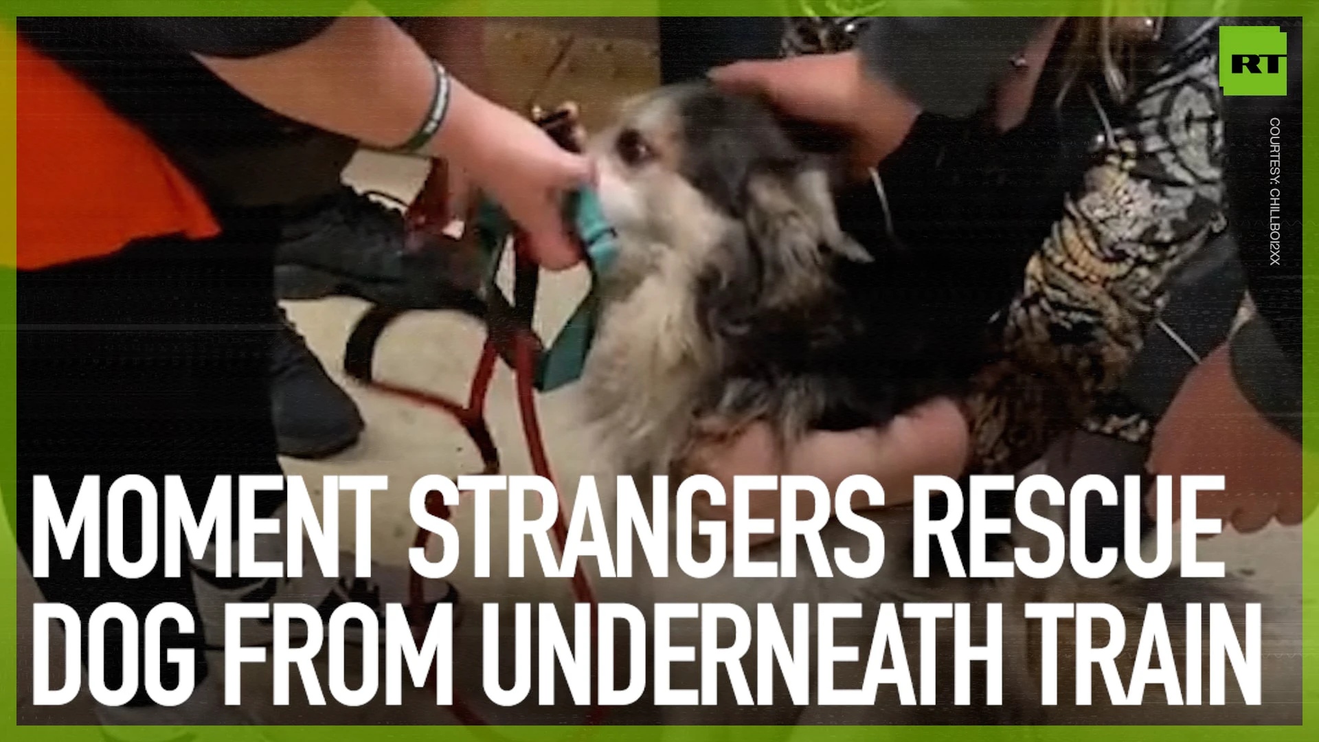 Moment strangers rescue dog from underneath train