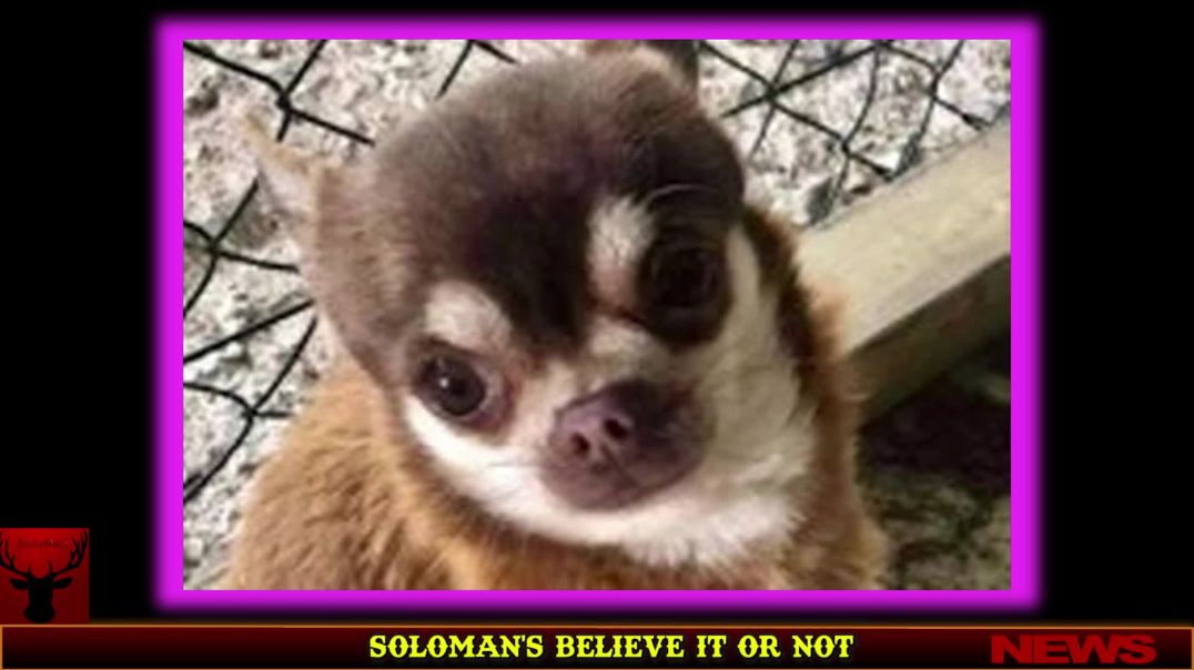 SoloMan's Believe It Or Not