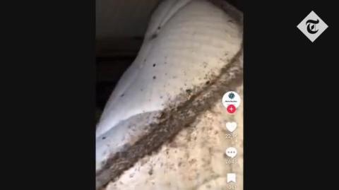 PARIS - the city of LOVE now INVADED by BED BUGS