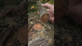 Foraging for fatwood ?outdoors knowledge Bushcraft