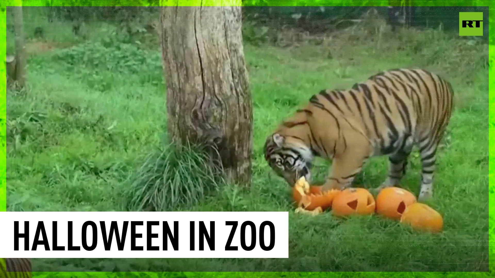 Animals in London Zoo get ready for Halloween