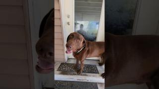 ((Brown Dog)) Pure Bread GOODBOY #doglife #labrador #doglover #bestfriend #wyoming #307  #shorts