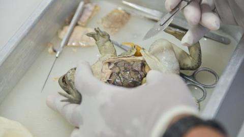 Dissecando Sapos - Crentelho Cabeludo!