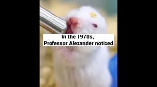 A Fascinating Study to Share Involving Rats