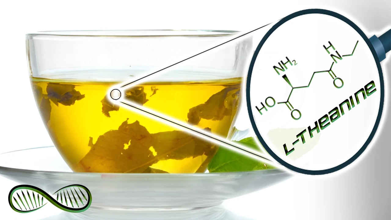 L-Theanine ? The Nootropic ingredient of green tea that delivers relaxation without sedation