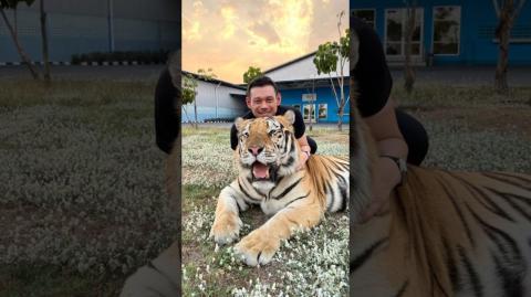 Kenzo ? just some easy tiger appreciation