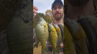 Catching and cooking sunnies. Bushcraft