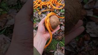 Cracking open a coconut with the Constrictor Knot ??  and a truck...