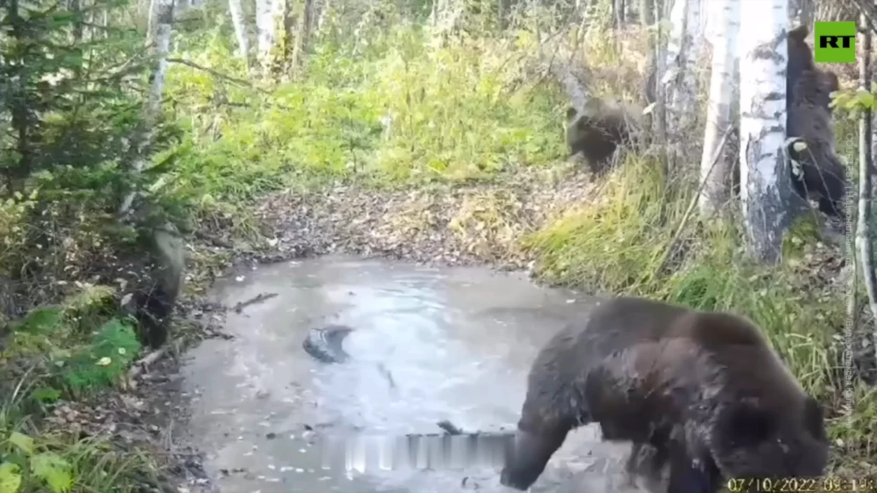 Bear dance and chill in western Siberia