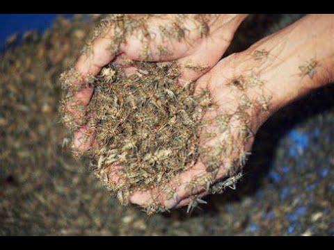 YOU MAY ALREADY BE EATING BUGS! READ YOUR LABELS!