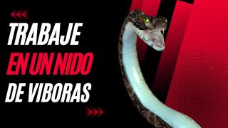 Los Nidos de Víboras en los Trabajos