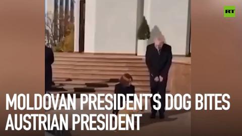 Moldovan president’s dog bites Austrian head of state