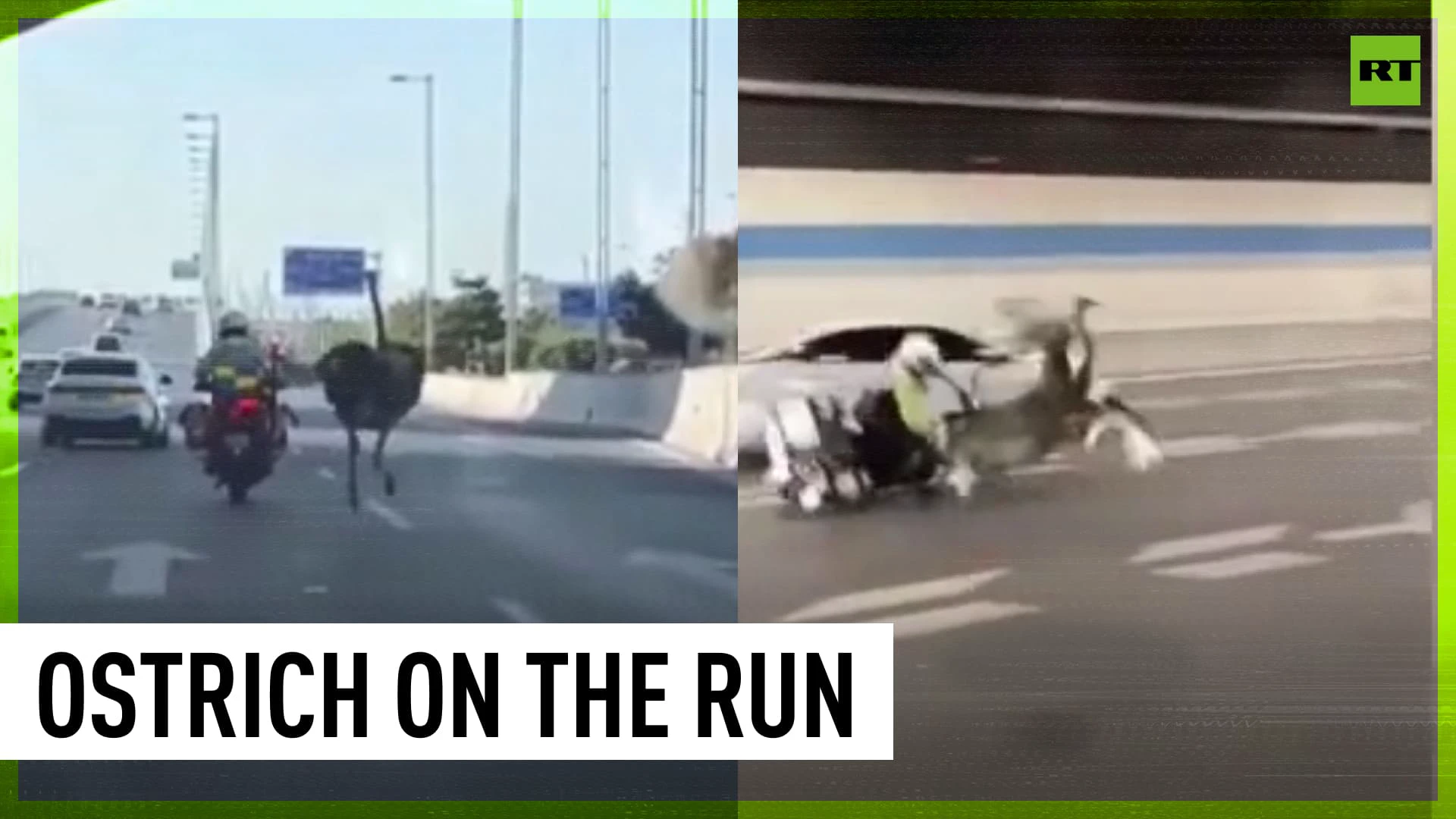 Ostrich escapes from zoo, runs along highway in China