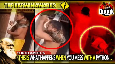 THE DARWIN AWARDS : THIS IS WHAT HAPPENS WHEN YOU MESS WITH A PYTHON.. (SOUTH AMERICA)
