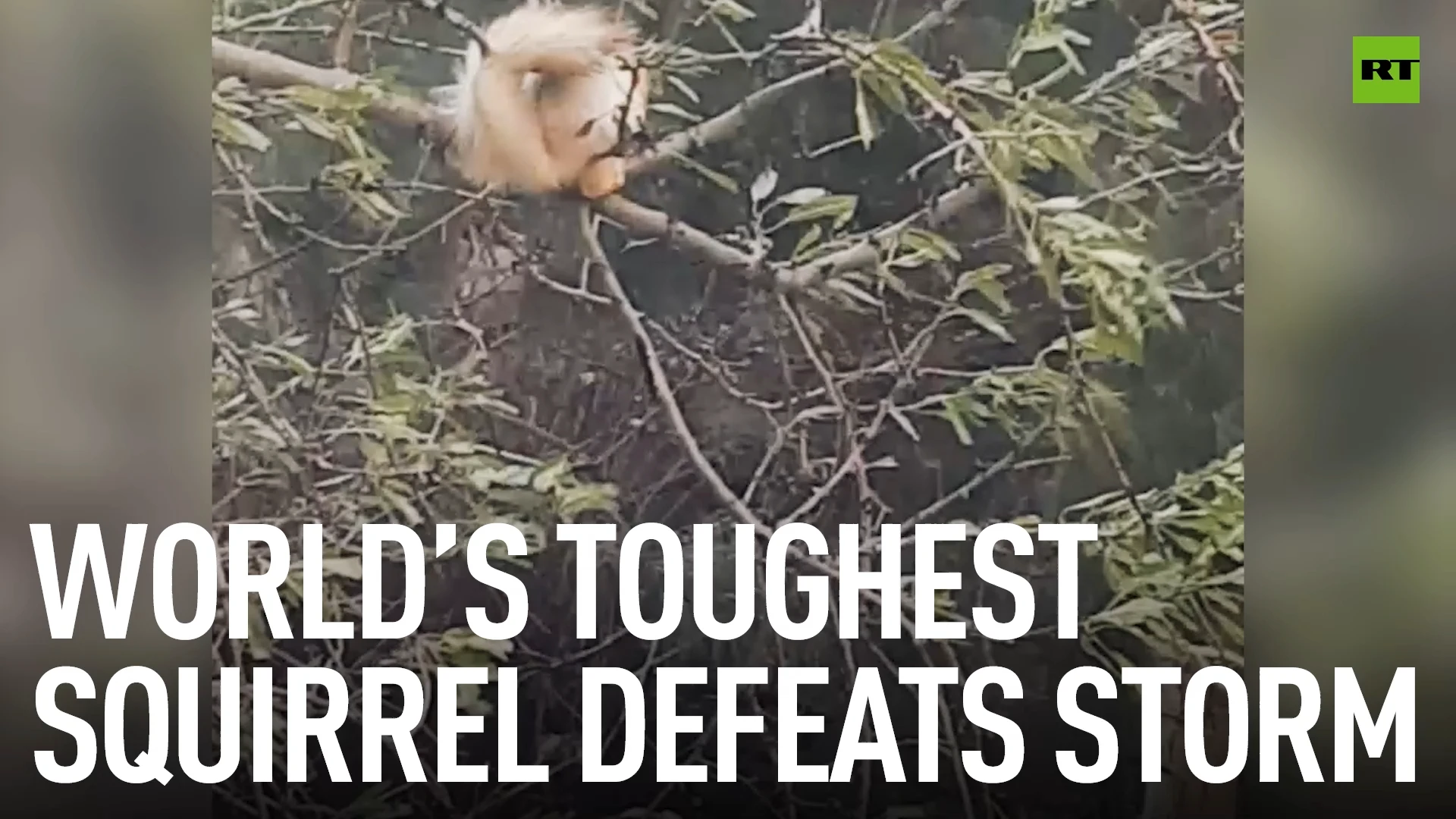 World’s toughest squirrel defeats storm
