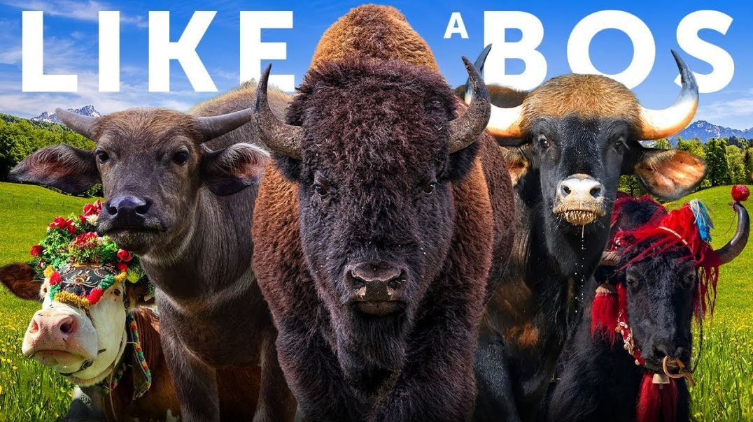 ALL 18 WILD CATTLE SPECIES THE HISTORY OF DOMESTIC CATTLE intelligence overview