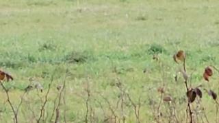 Thanksgiving Day Watch