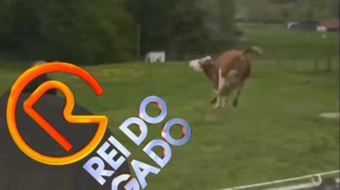 E o prêmio Sr. Bovino Gadoso de setembro de 2019 vai para... | P. Bovino Gadoso - 28/09/19 | ANCAPSU