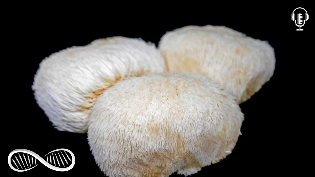 Lion’s Mane — The best Nootropic mushroom