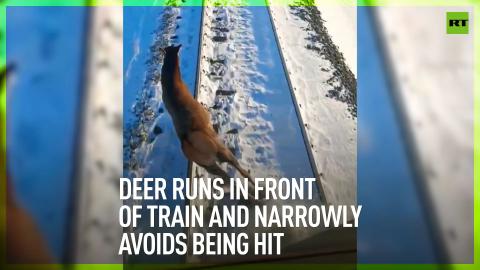 Deer runs in front of train and narrowly avoids being hit