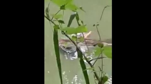 Crocodiles - Darwin awards