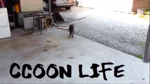 Porque Eu abandonei o movimento dos Direitos dos Homens Raccooning Raccoon explica movimento 2010
