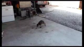 Traição feminina vs Masculina, O Ginocentrismo_Ginoteísmo promove a infidelidade, Raccooning Raccoon