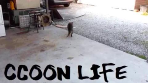 Raccooning Raccoon explica o pq homem perde muito em relacionamento, redpill da brava Brothers