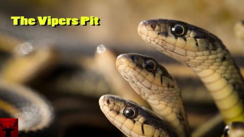 The Vipers Pit