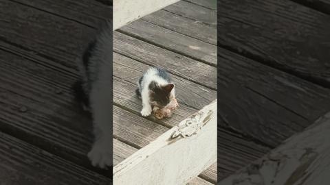 KITTEN ENJOYING CHRISTMAS TURKEY!