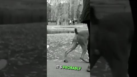 The Thrill of the Chase  Why Men Love the Hunt #modernwoman #stitch #dating