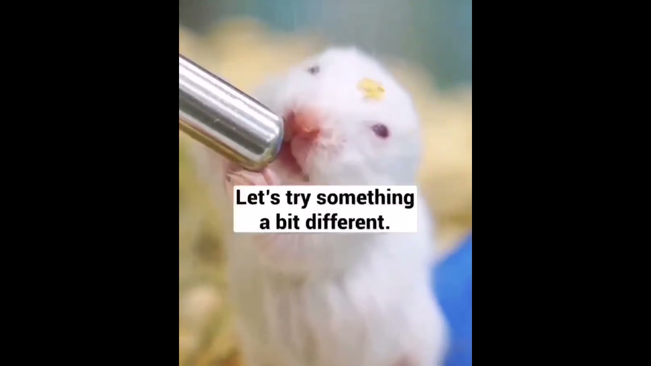 An important life lesson from rats