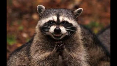 As Gerações X Y Z | O Mundo pós feminismo e o Homem Consciente | Raccooning Raccoon