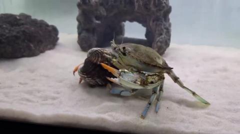 this is how CRABS eat BLOODY clams