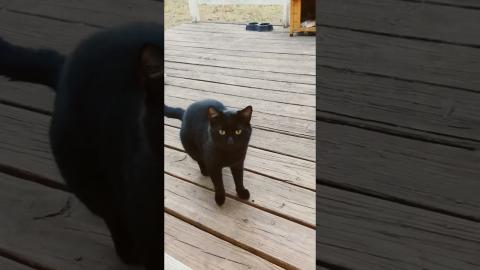 Feeding Time for the Shelter Cats!