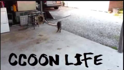 Porque algumas mulheres odeiam homens The Pence Principle Raccooning Raccoon Full Lúcido solta?