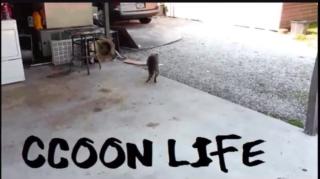 Porque algumas mulheres odeiam homens The Pence Principle Raccooning Raccoon Full Lúcido solta?