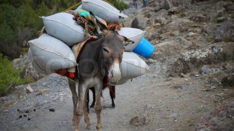 Não seja um burro de carga... Não faça papel de idiota!