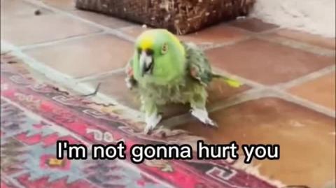 This F***ing BIRD!!!