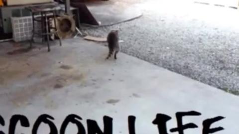 Super Homem seguindo seu proprio caminho Henry Cavill Raccooning Raccoon analisa o me too