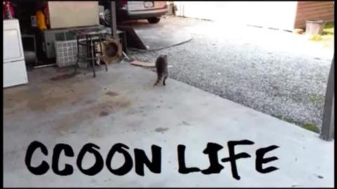 Sobrevivendo a Tempestade A Bolha Misândrica Mestre Raccooning Raccoon