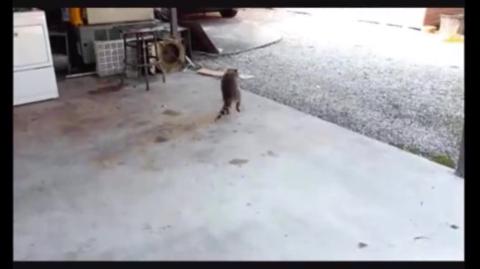 O holocausto das encalhadas, Mestre Raccooning Raccoon