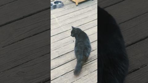 NEW KITTENS in our Backyard Sanctuary!