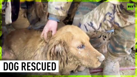 Good boi rescued from rubble of China's earthquake