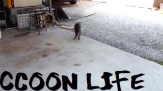 Como ' Salvar ' Os Casamentos e o Ocidente (O Plano ' Infalível ' do Rac ) Raccooning Raccoon e Cia