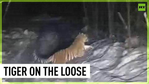 Amur tiger shocks residents of Russia's Primorye Territory